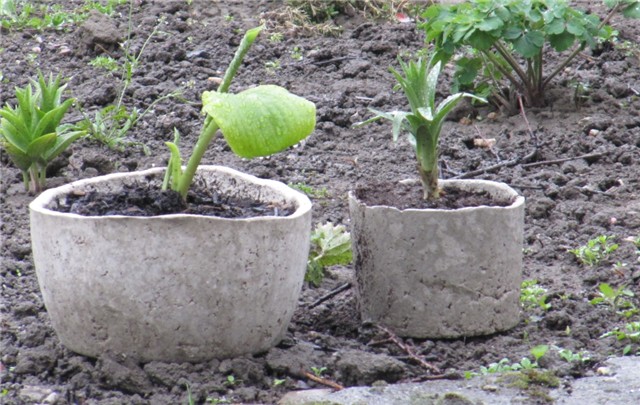 Hosta i Graničica